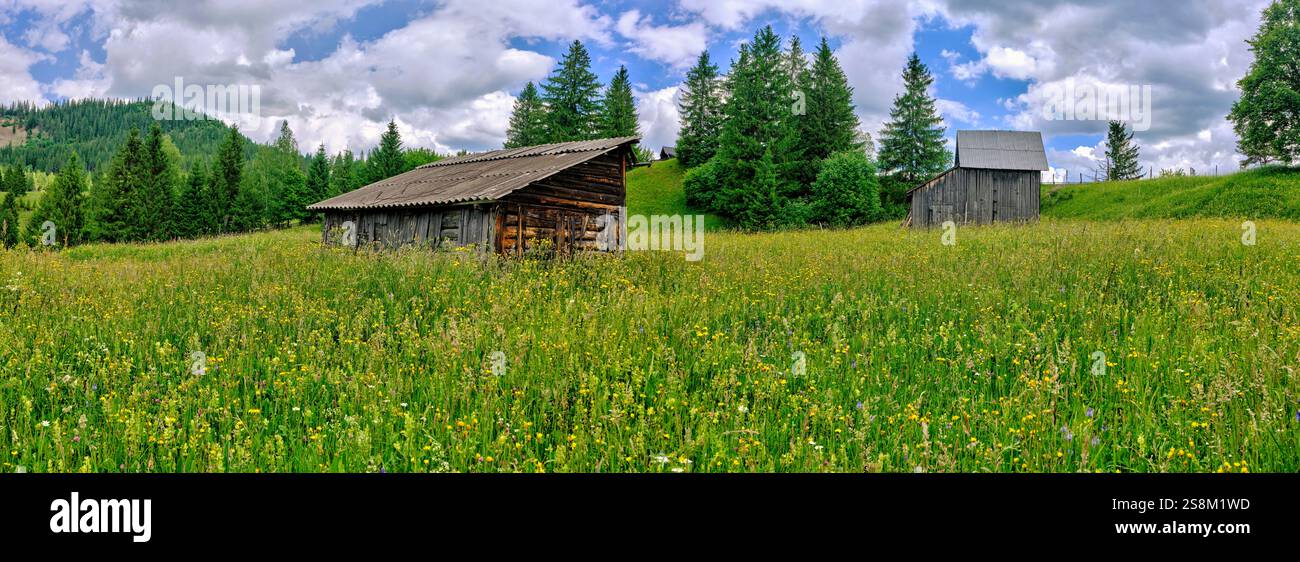 Campo agricolo in Bucovina vicino a Sadova, Romania Foto Stock