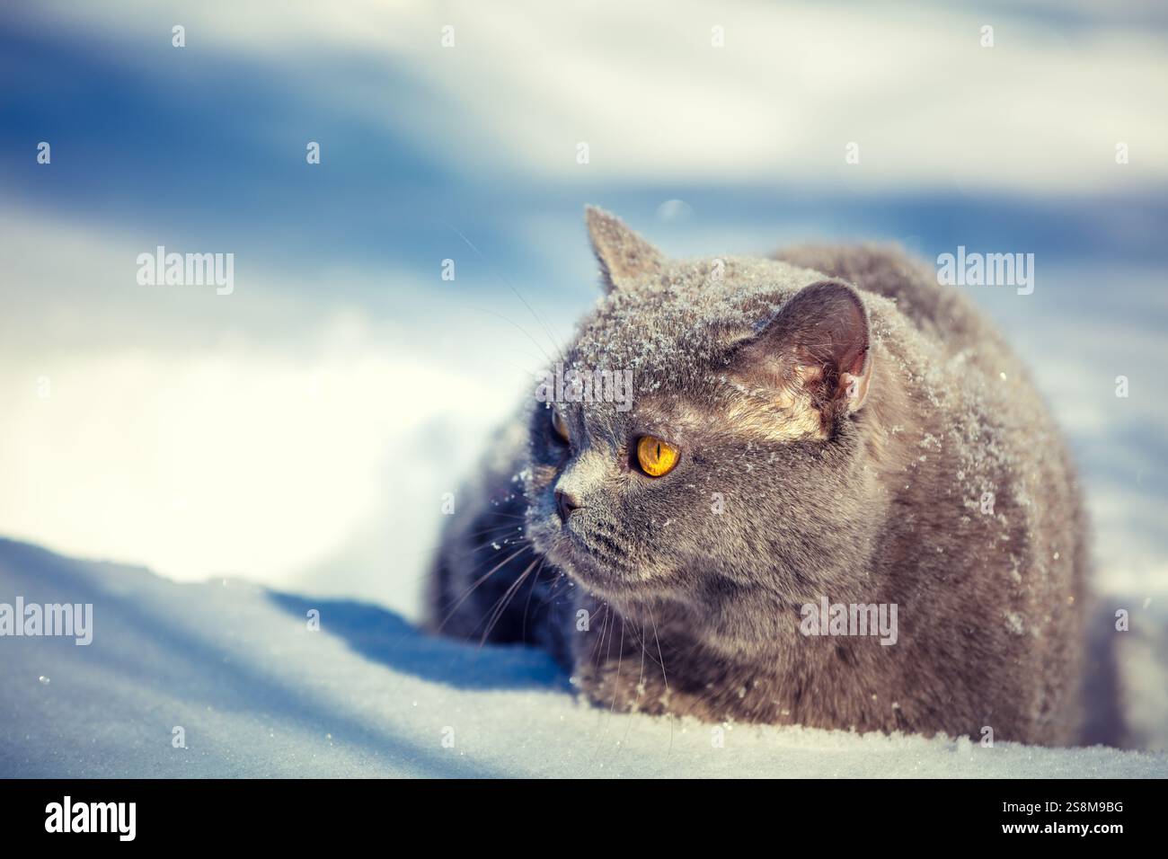 Gatto Blue British shorthair giacente all'aperto in inverno. Il gatto è nella neve profonda Foto Stock