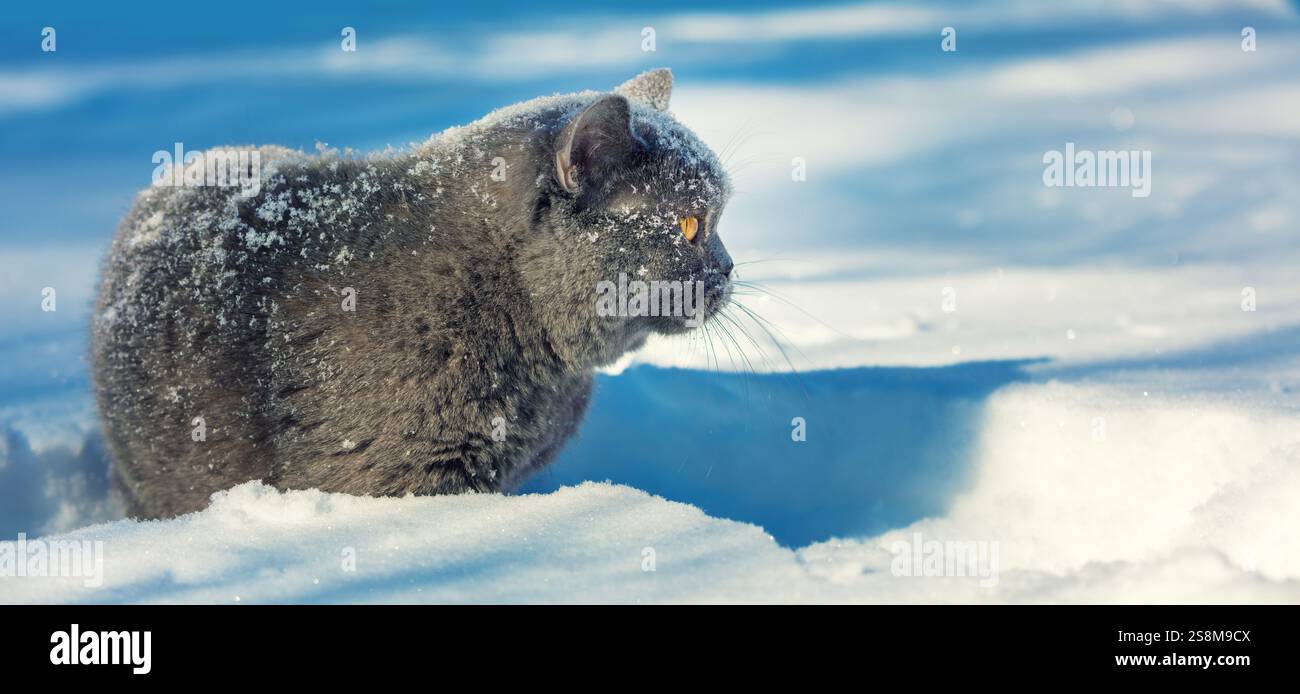 Gatto Blue British shorthair giacente all'aperto in inverno. Il gatto è nella neve profonda. Vista laterale. Striscione orizzontale Foto Stock