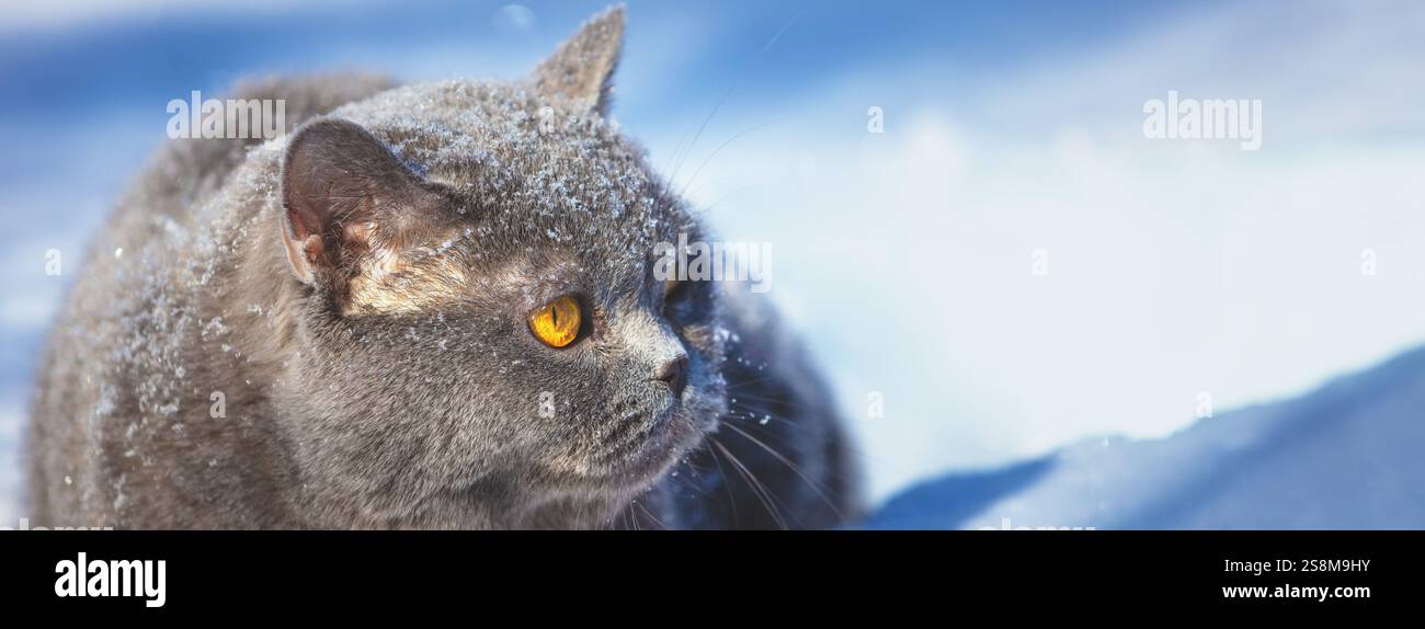 Gatto Blue British shorthair giacente all'aperto in inverno. Il gatto è nella neve profonda. Striscione orizzontale Foto Stock