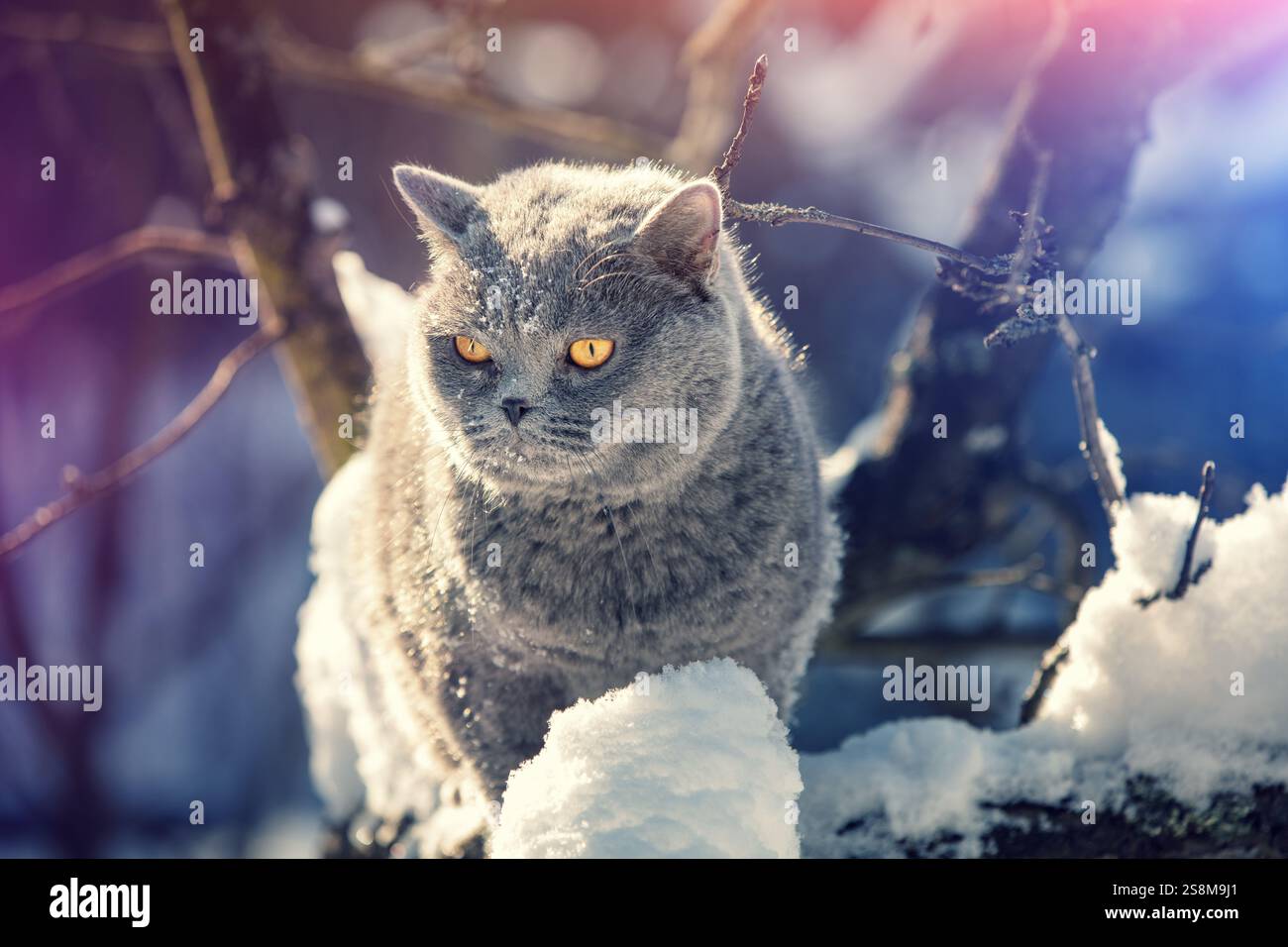 Il gatto Blue British shorthair siede sull'albero in inverno. Foto Stock
