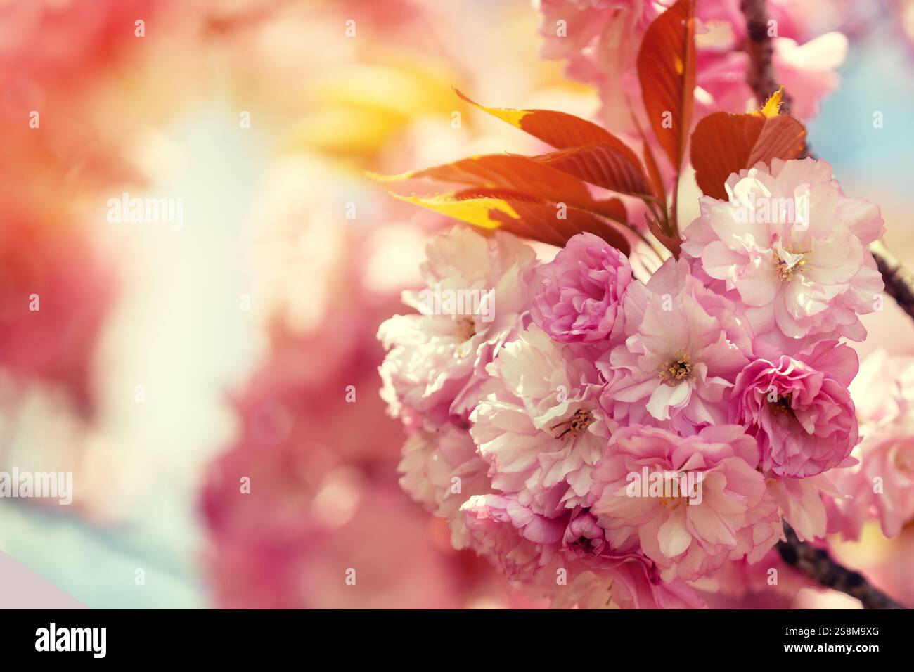 Fiori sakura rosa in fiore su un ramo Foto Stock