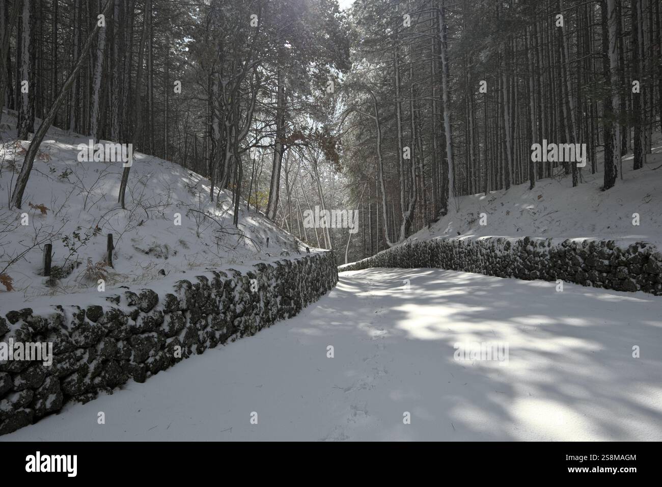 Sentiero innevato attraverso la pineta in controluce, Parco dell'Etna, Sicilia, Italia Foto Stock