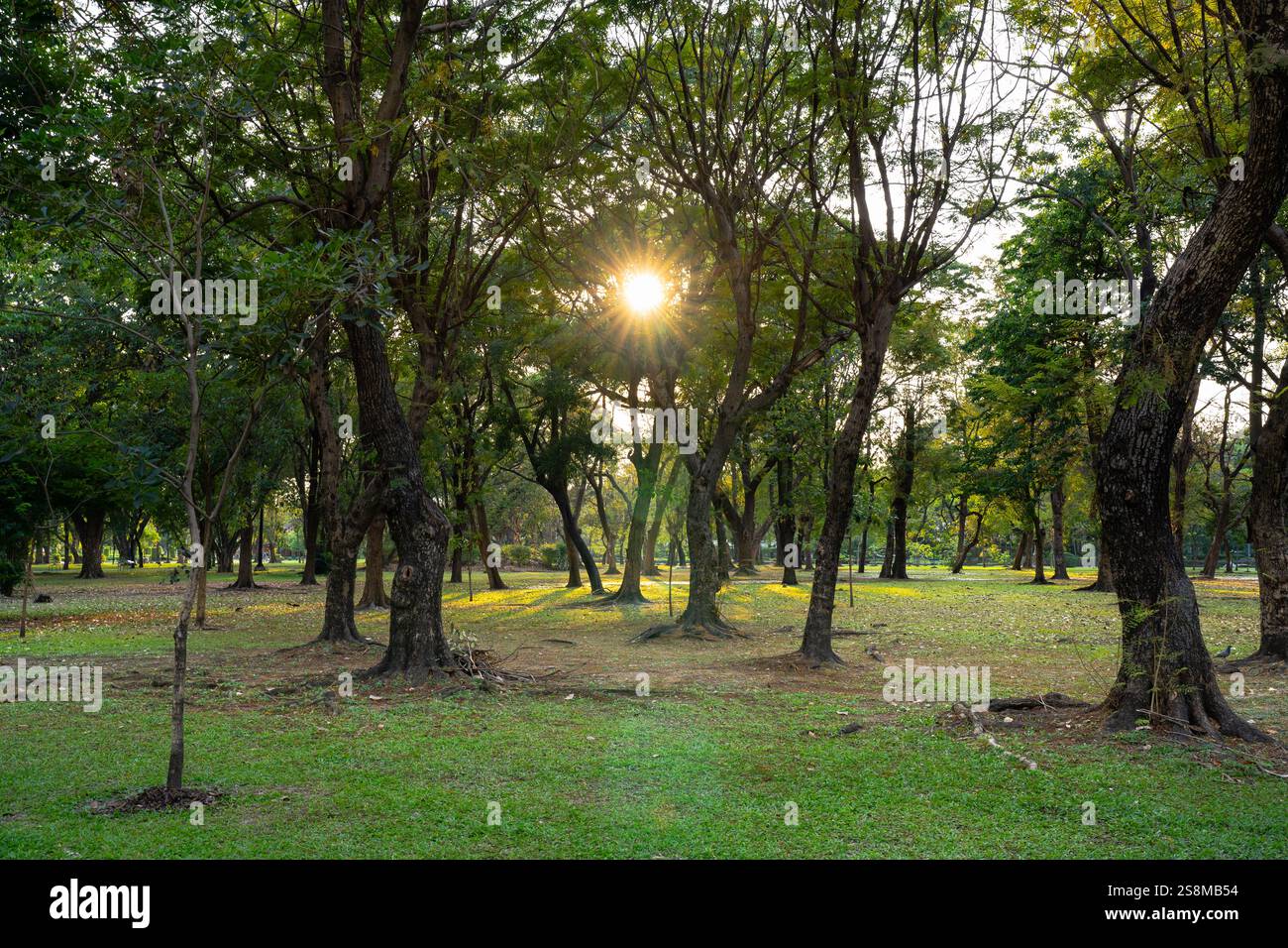 La luce del sole filtra tra tra gli alberi in un parco tranquillo Foto Stock