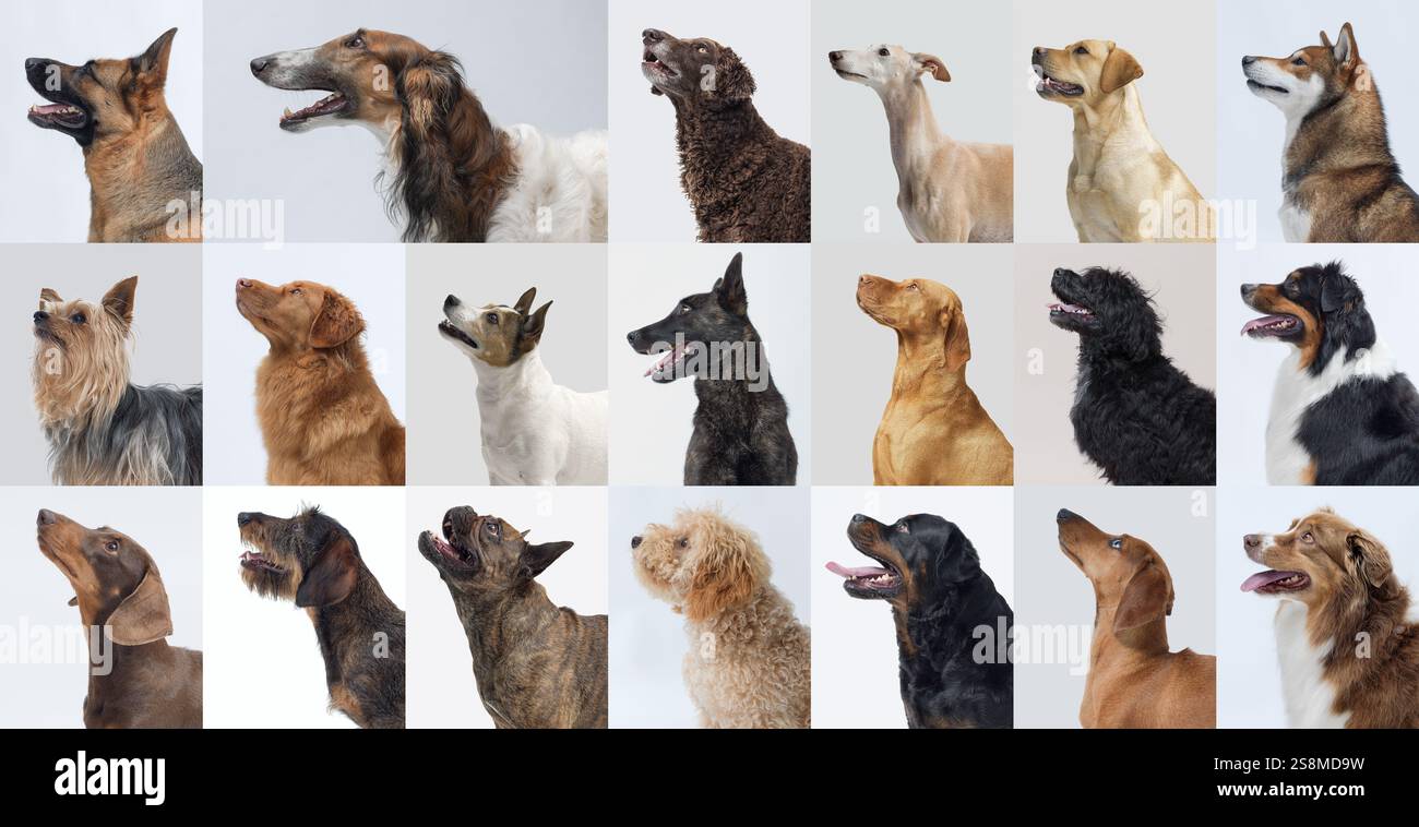 Set di viste profilo ritratti di cani: Diverse razze, colori e dimensioni Foto Stock
