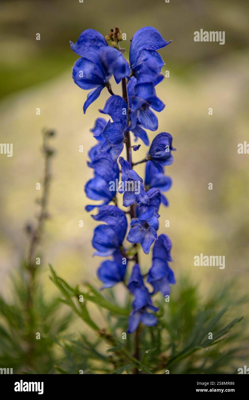 Aconite, la pianta più tossica d'Europa, a Planell de Riumalo, nel Parco nazionale Aigüestortes i Estany de Sant Maurici (Lleida, Catalogna, Spagna) Foto Stock