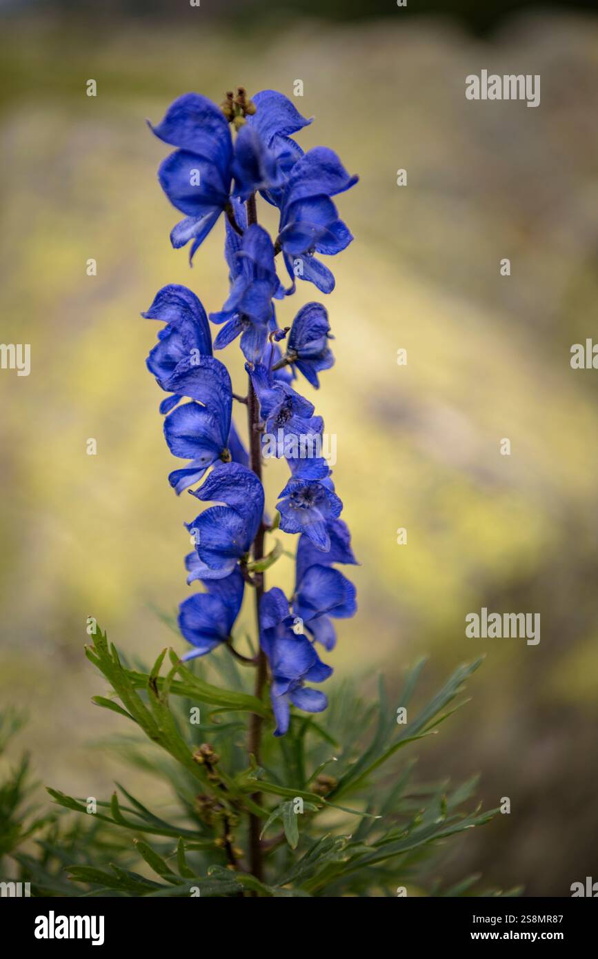 Aconite, la pianta più tossica d'Europa, a Planell de Riumalo, nel Parco nazionale Aigüestortes i Estany de Sant Maurici (Lleida, Catalogna, Spagna) Foto Stock