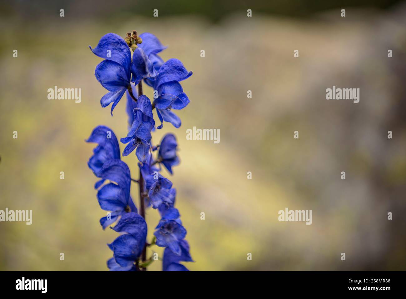 Aconite, la pianta più tossica d'Europa, a Planell de Riumalo, nel Parco nazionale Aigüestortes i Estany de Sant Maurici (Lleida, Catalogna, Spagna) Foto Stock