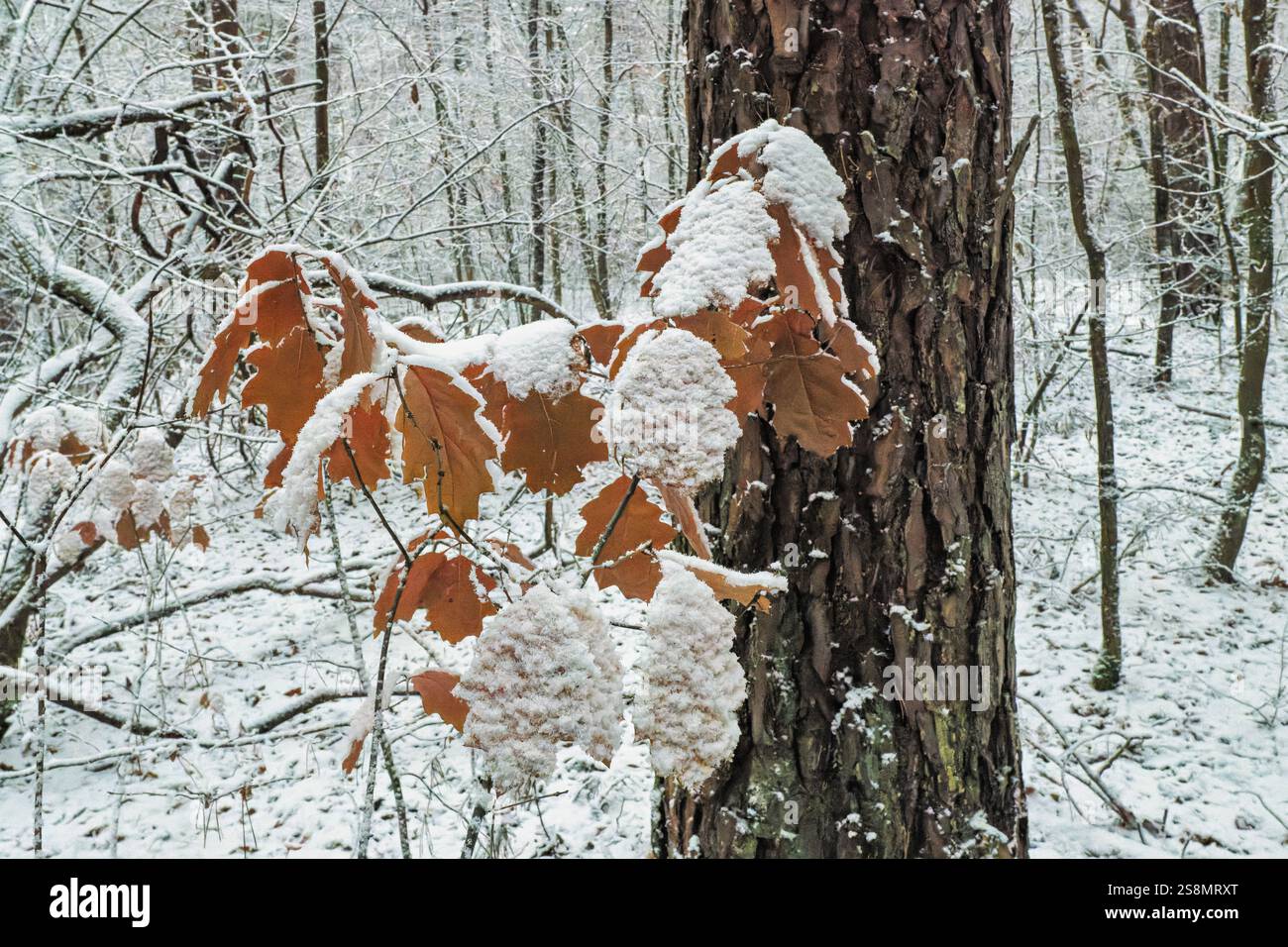 Foresta invernale innevata Foto Stock