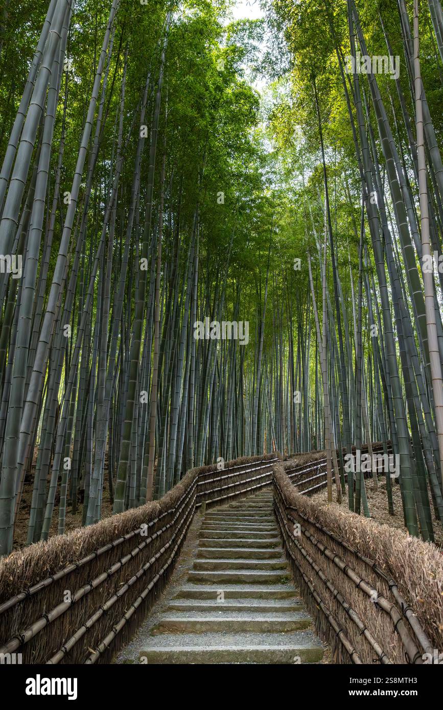 Scala in pietra che conduce attraverso la lussureggiante foresta di bambù ad arashiyama, in giappone Foto Stock