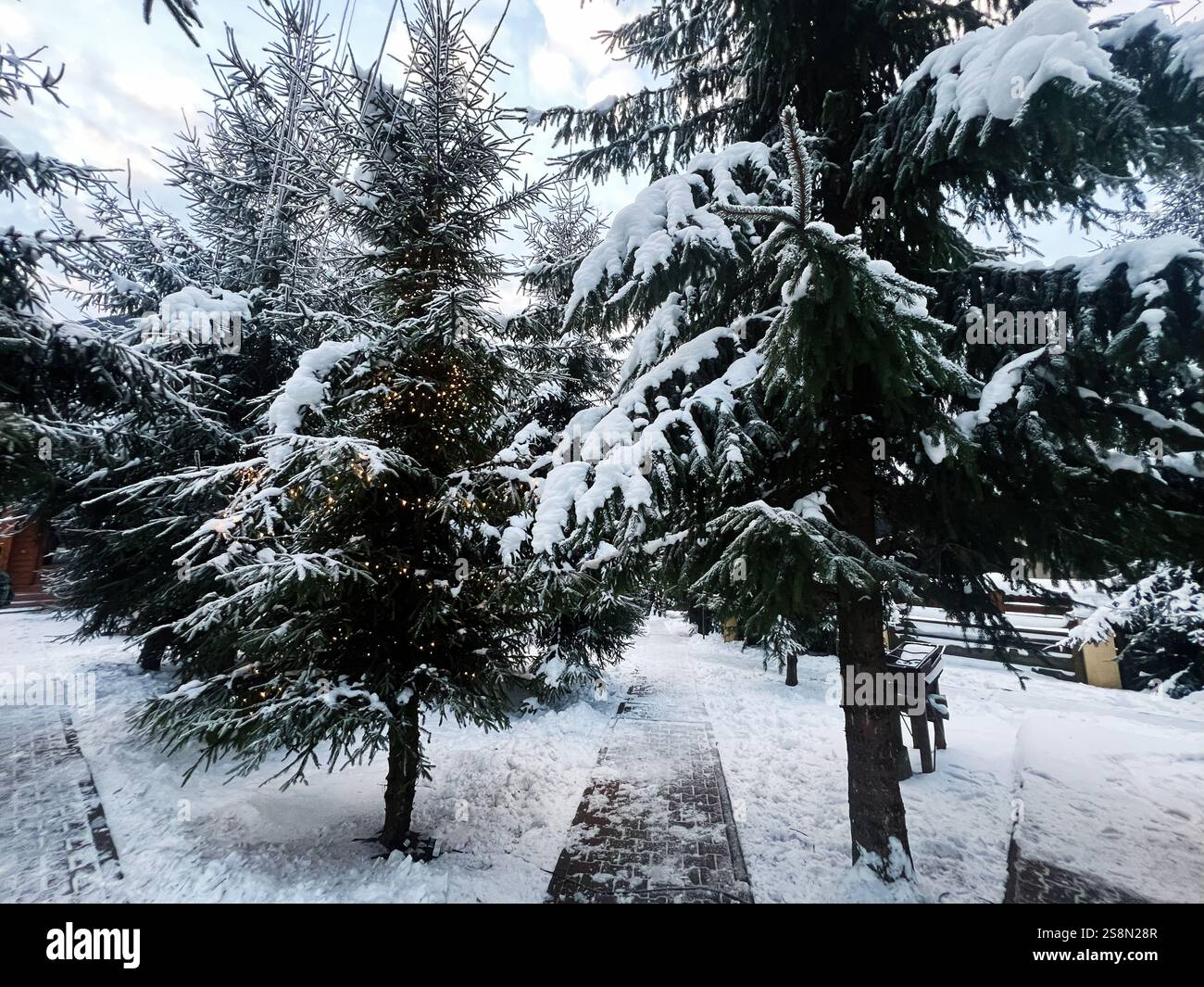 Pini innevati che si innalzano graziosamente lungo un sentiero innevato in un tranquillo parco invernale. La bellezza della natura esaltata dal fascino innevato della stagione, evocando Foto Stock