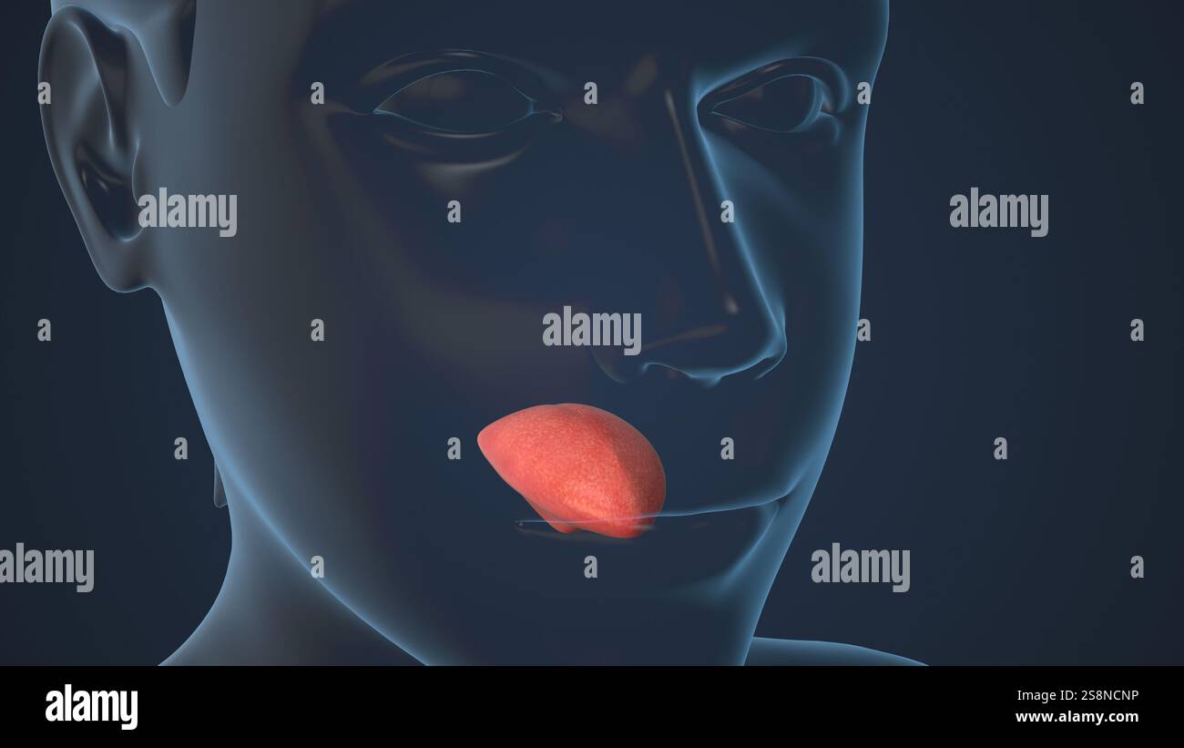 Concetto medico di anatomia della lingua umana Foto Stock