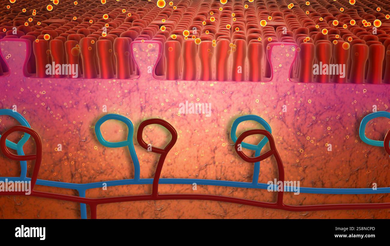 Adsorbimento molecolare sui recettori della lingua Foto Stock