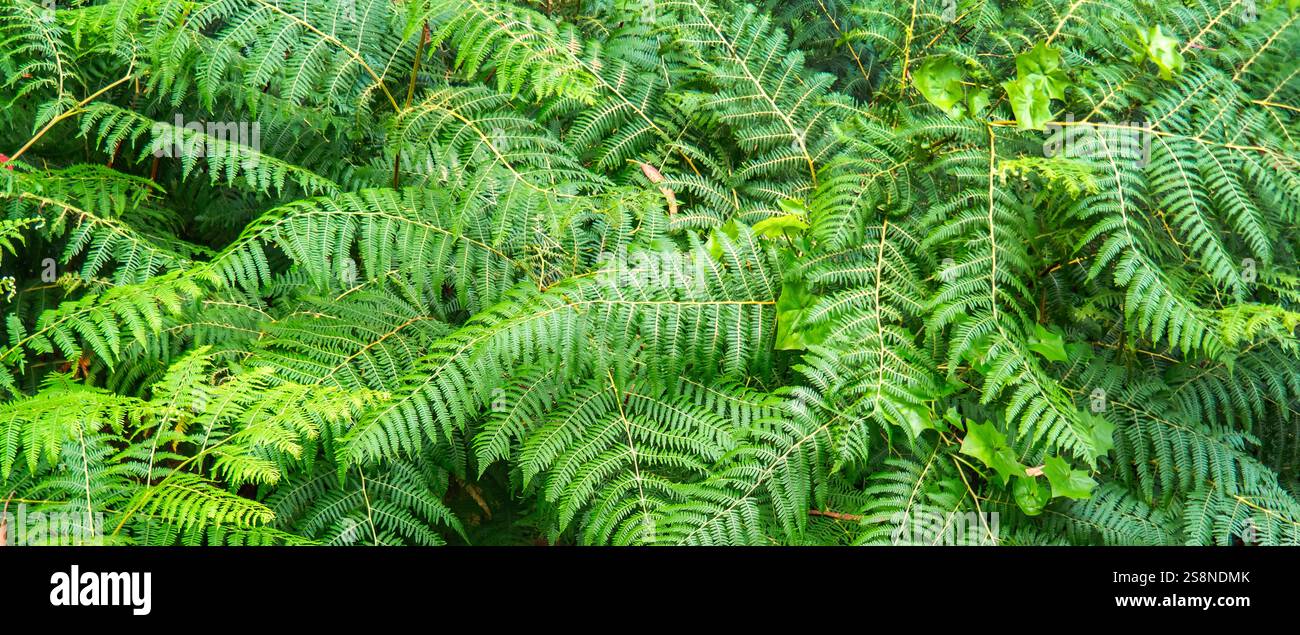 Disegno di sfondo astratto in Fern naturale Foto Stock