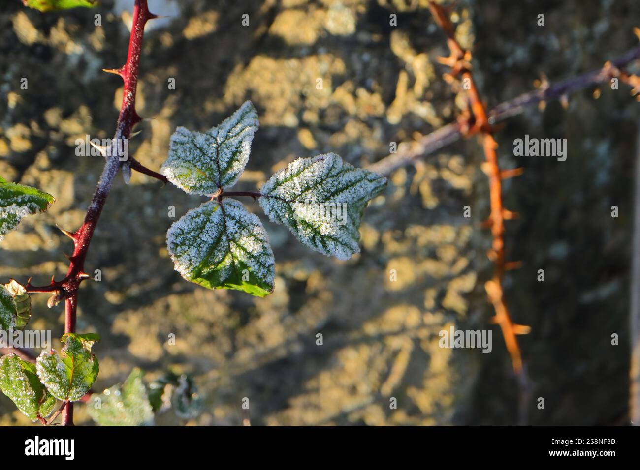 Vista ravvicinata delle foglie di bramble congelate su un unico stelo spinoso. Cristalli di ghiaccio bianco. Foto Stock