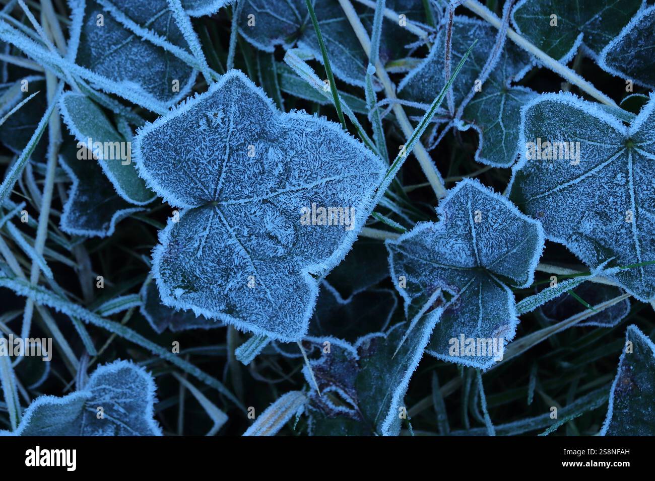 Primo piano di una singola foglia di edera comune gelata. Hedera Helix, foglia verde invernale ricoperta di cristalli di ghiaccio. Foto Stock