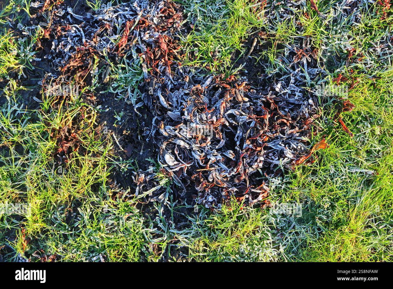 Un pezzo di terra con foglie marroni circondato da erba verde. Sfondo con ghiaccio sul terreno smerigliato. Foto Stock