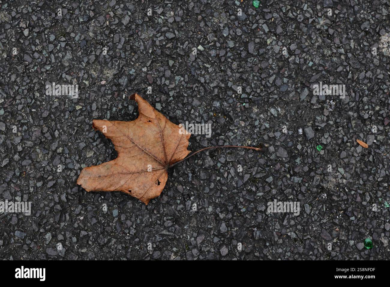 Una foglia marrone solitaria appoggiata a faccia in giù su un sentiero pedonale. Percorso asfalto, foglia solitaria. Foto Stock