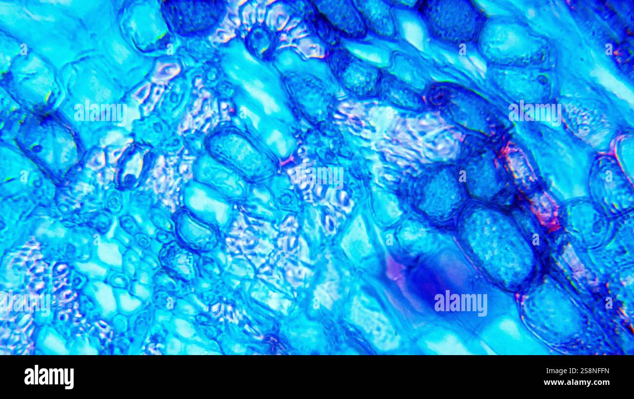 Tilia stelo sotto microscopio ottico Foto Stock