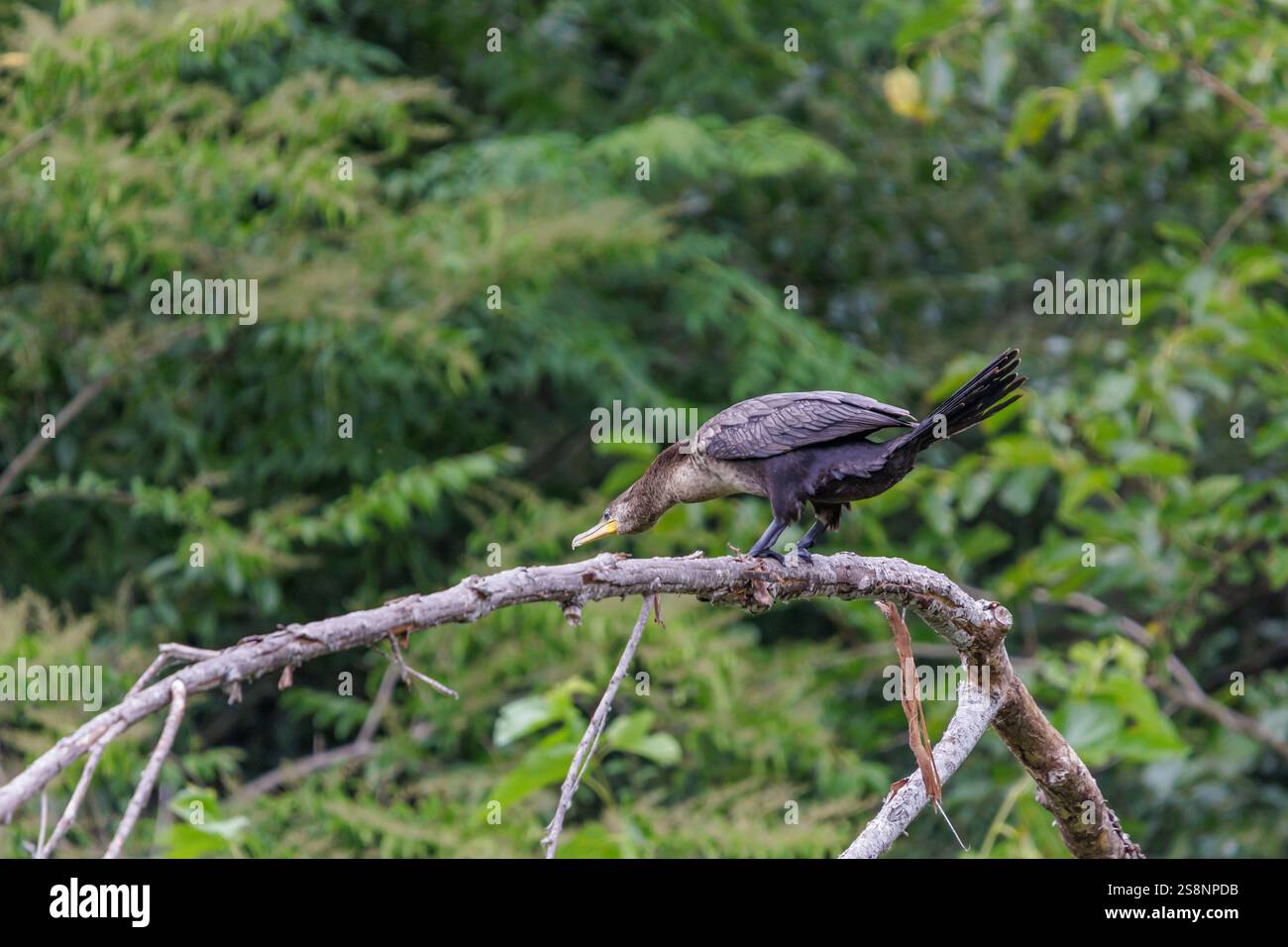 Cormorano neotropo (Phalacrocorax brasilianus) arroccato su un ramo pronto a saltare in acqua. Foto Stock