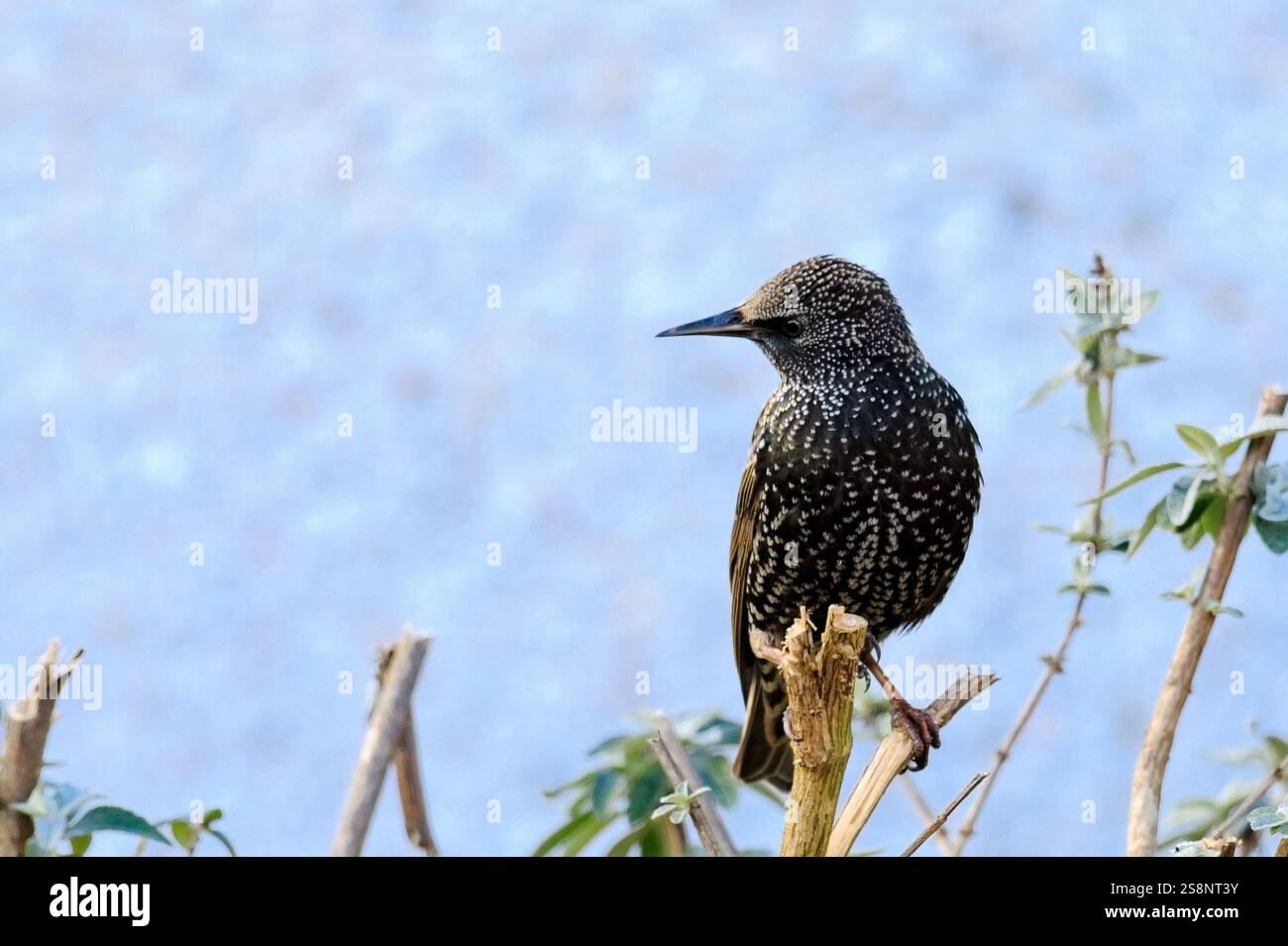 Starling appollaiato su un ramo di albero Foto Stock