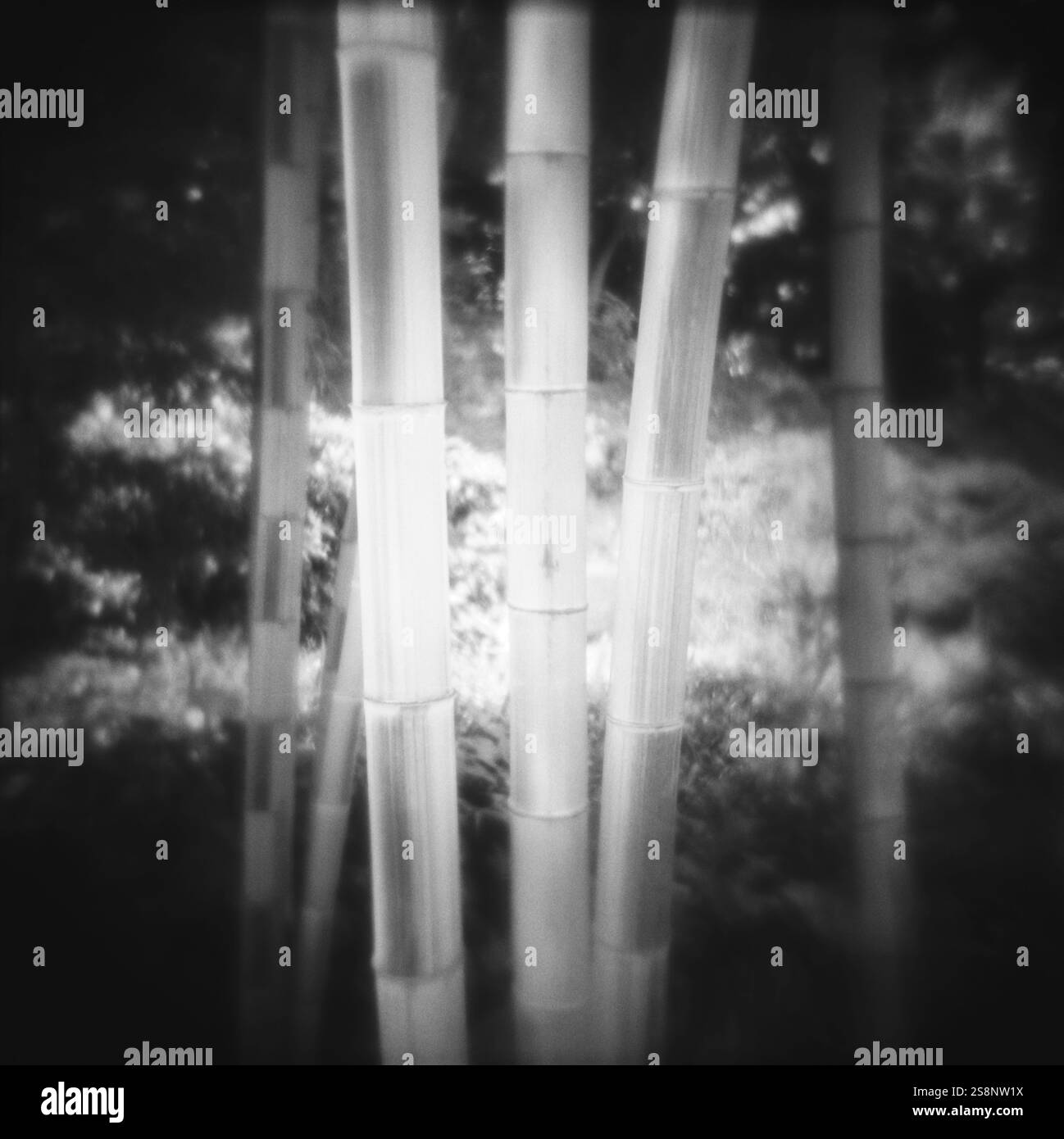 Immagine in bianco e nero di un bambù Foto Stock