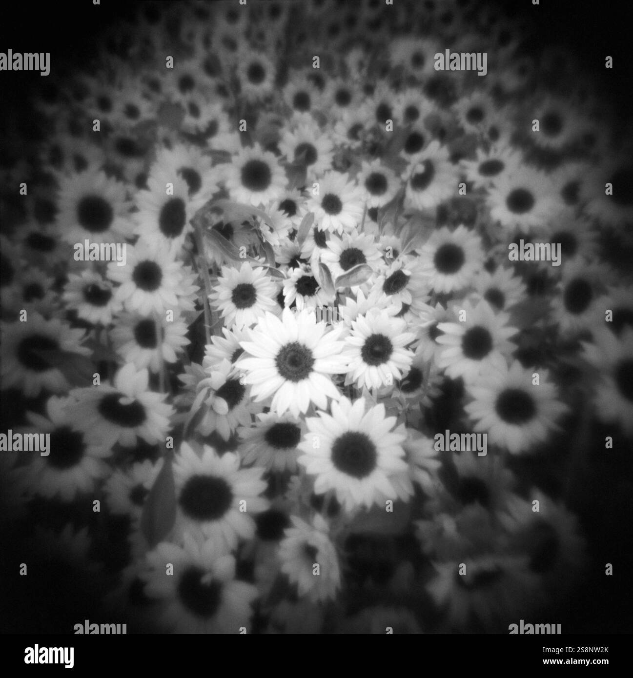 Immagine in bianco e nero di un campo di girasoli Foto Stock