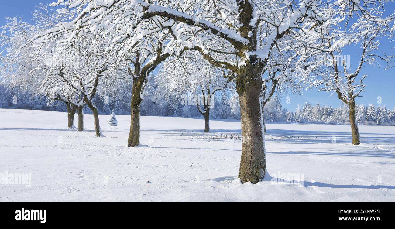 Fila di alberi ricoperti di neve profonda contro un cielo azzurro, Horben, Lindenberg, Freiamt, Canton Argovia, Svizzera, Europa Foto Stock