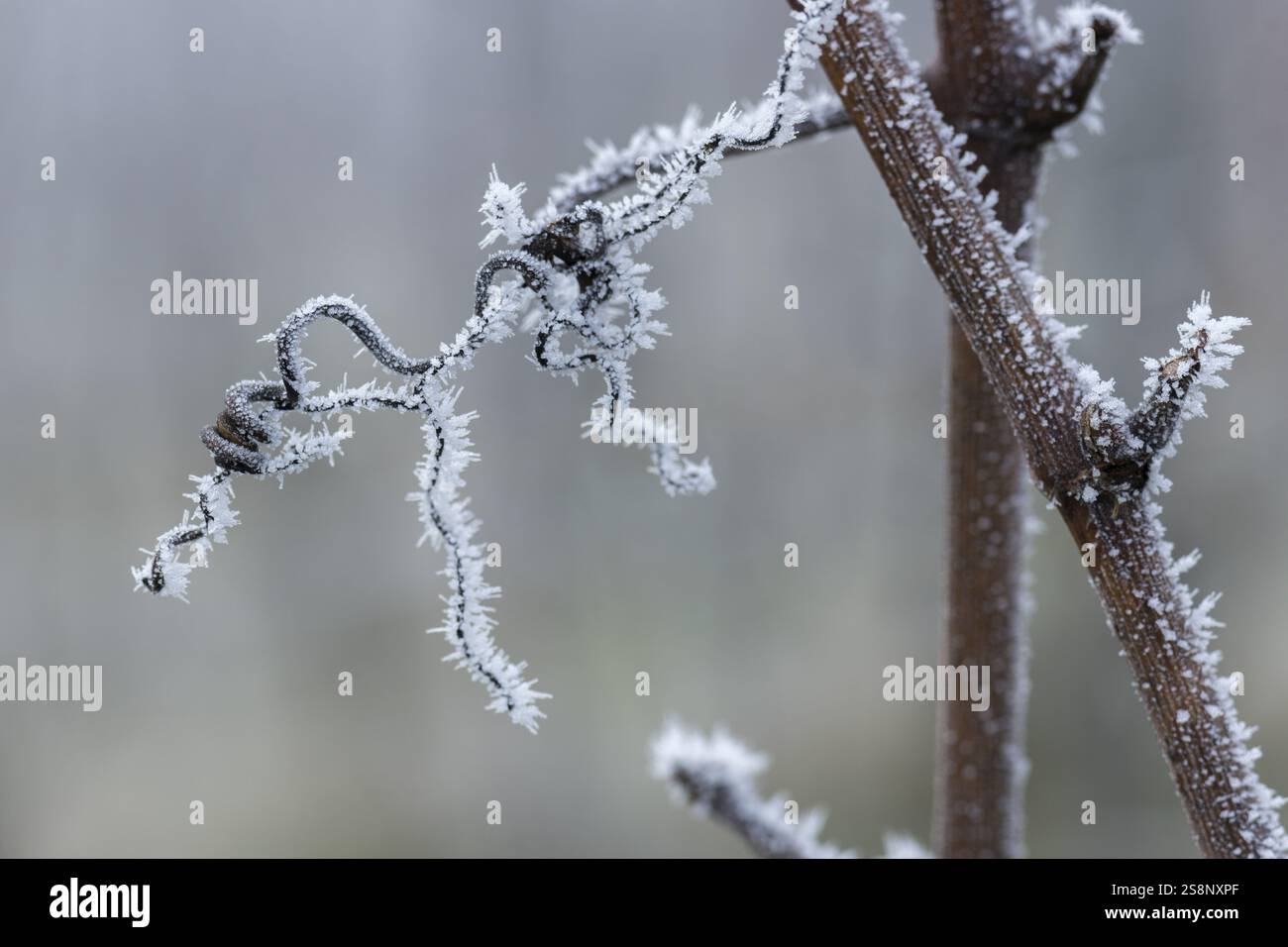 Rami ghiacciati di una vite con strutture di ghiaccio filigranato in ambiente invernale, Reif, Rems Valley, Baden-Wuerttemberg, Germania, Europa Foto Stock
