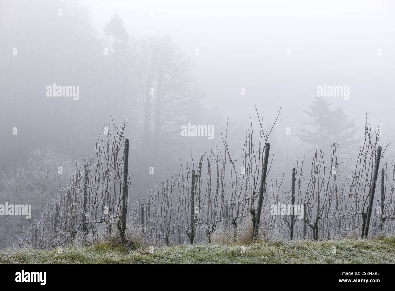 Un vigneto tranquillo e ghiacciato nella nebbia, Rems Valley, Reif, Baden-Wuerttemberg, Germania, Europa Foto Stock
