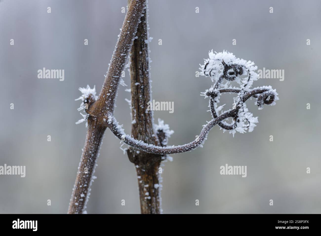 Tendine ricoperto di gelo di un vitigno che esprime un assaggio d’inverno, bellezza astratta, Reif, Rems Valley, Baden-Wuerttemberg, Germania, Europa Foto Stock