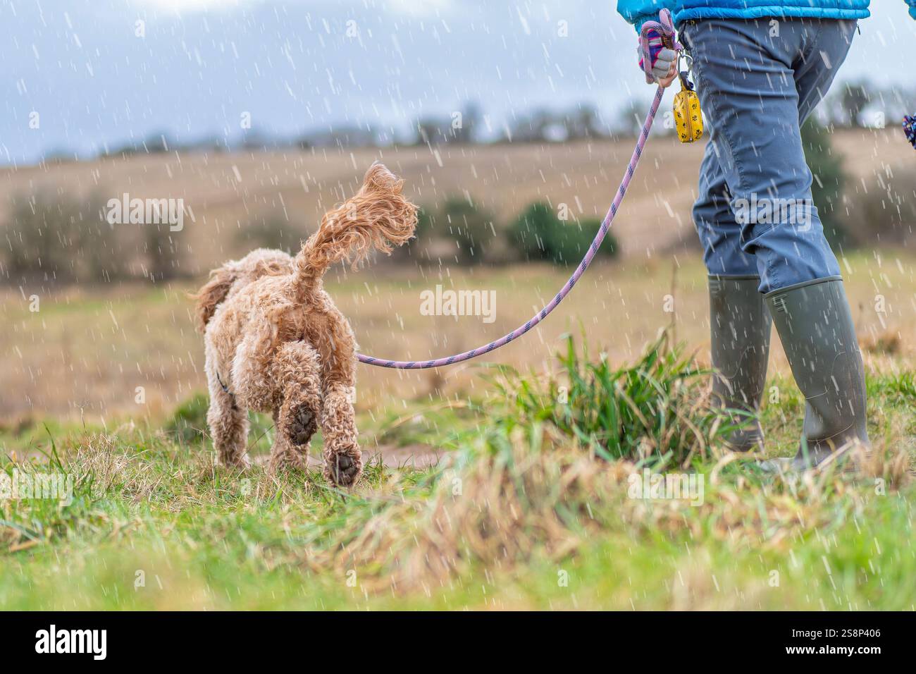 Vista posteriore ribassata della donna nei pozzi, cockapoo/cane cockerpoo eccitato a camminare (coda nell'aria!) Sotto la pioggia sulle praterie della campagna britannica. Foto Stock