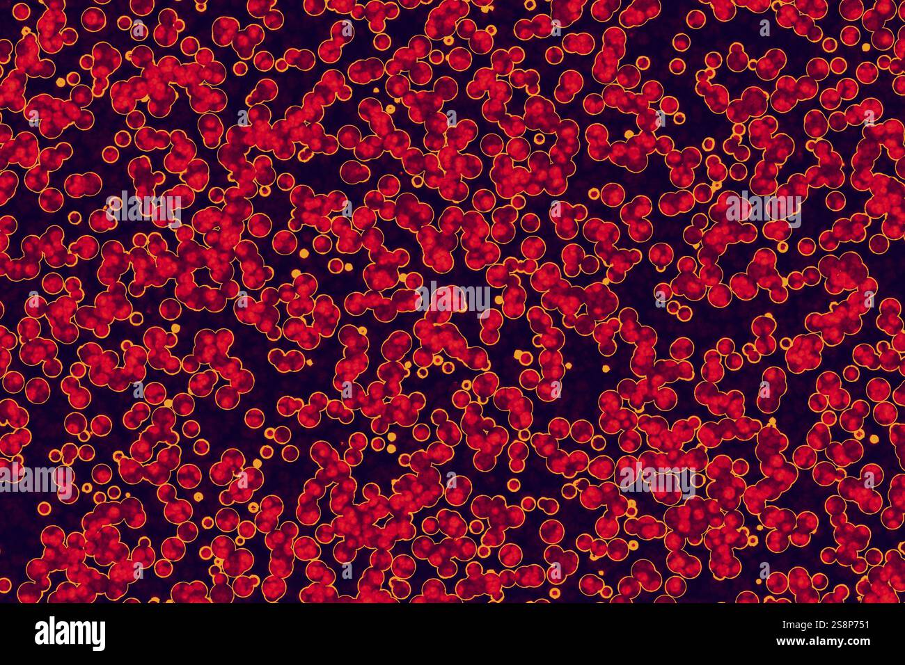 La forma della cellula batterica: cocchi, bacilli, spirilla sfondo di batteri Foto Stock