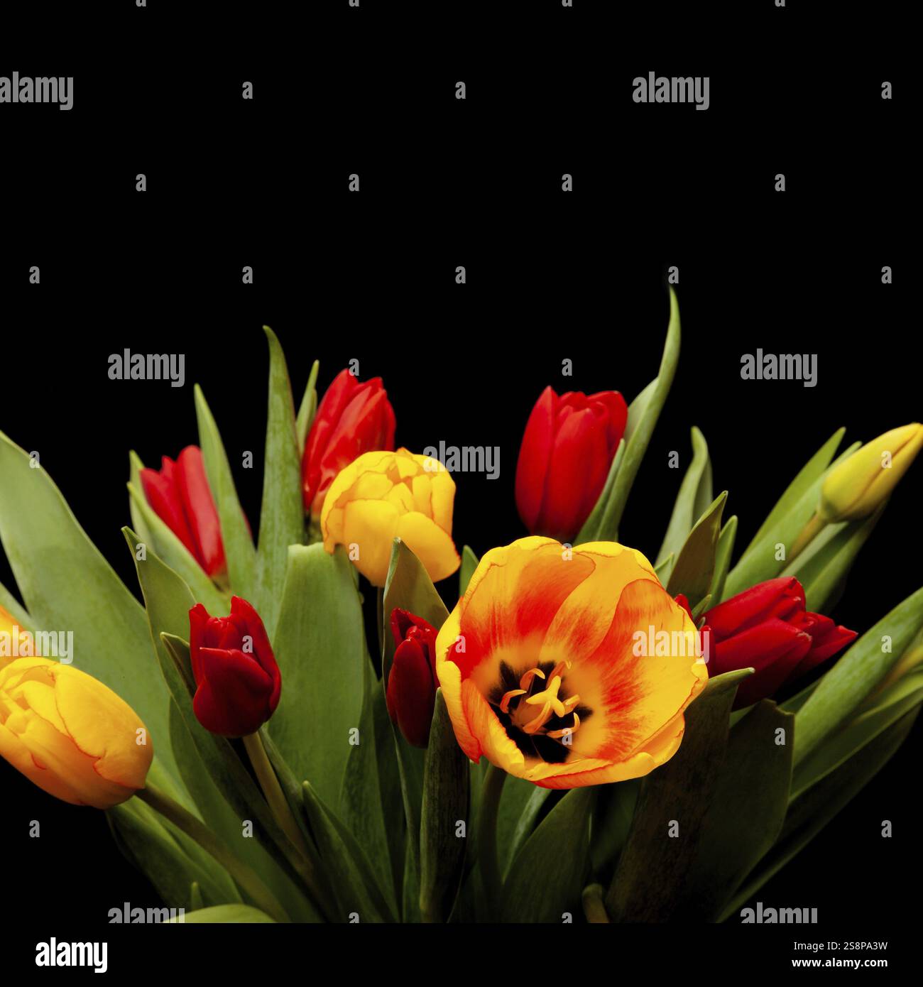Un'immagine di alcuni fiori di tulipano su sfondo nero Foto Stock