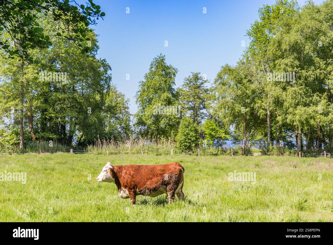 Mucca bruna in piedi nell'erba del lago a Bad Zwischenahn, Germania Foto Stock
