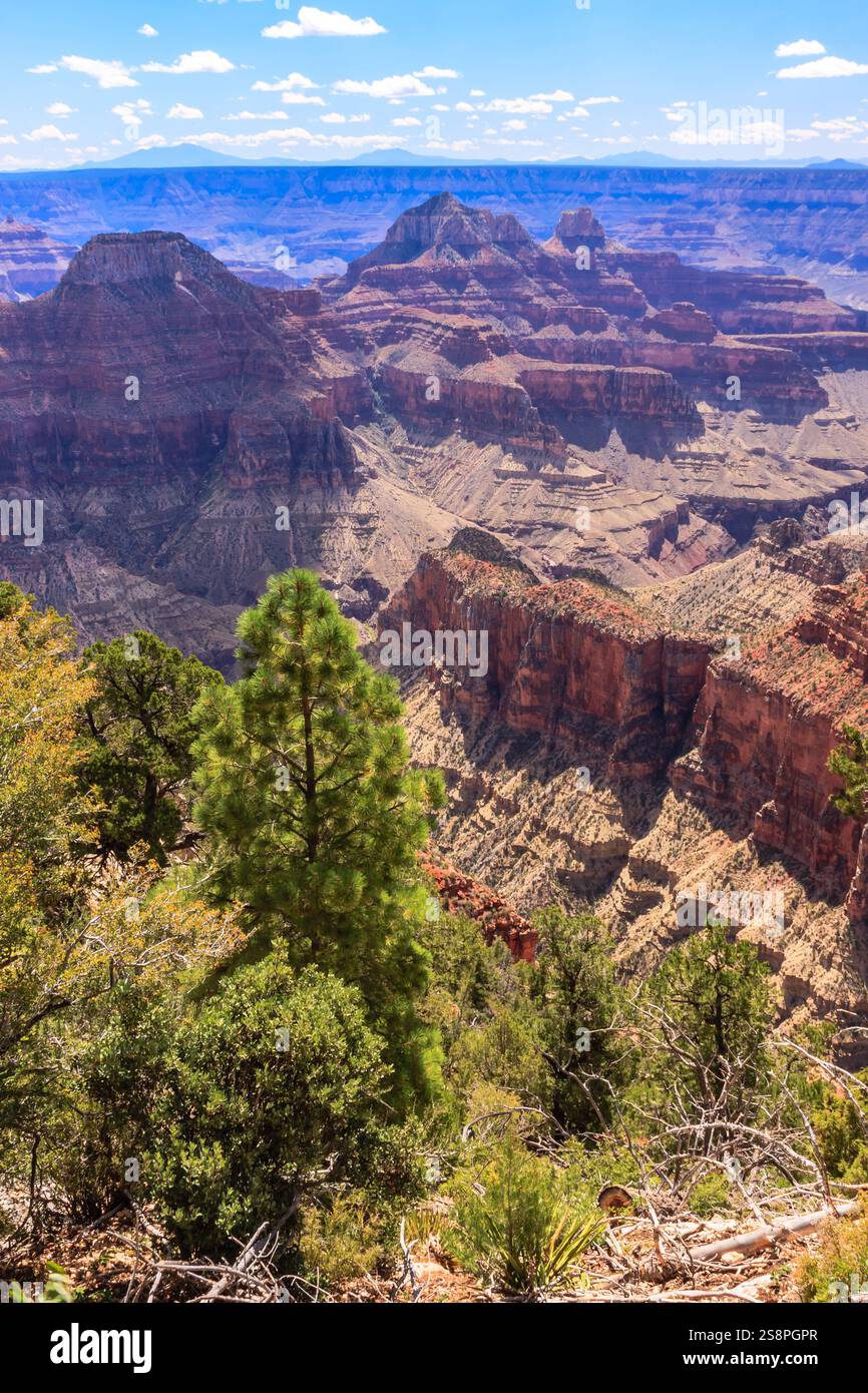 Il Grand Canyon National Park è uno dei parchi nazionali più antichi degli Stati Uniti e si trova in Arizona. All'interno del parco si trova il Grand Canyon, un gorg Foto Stock