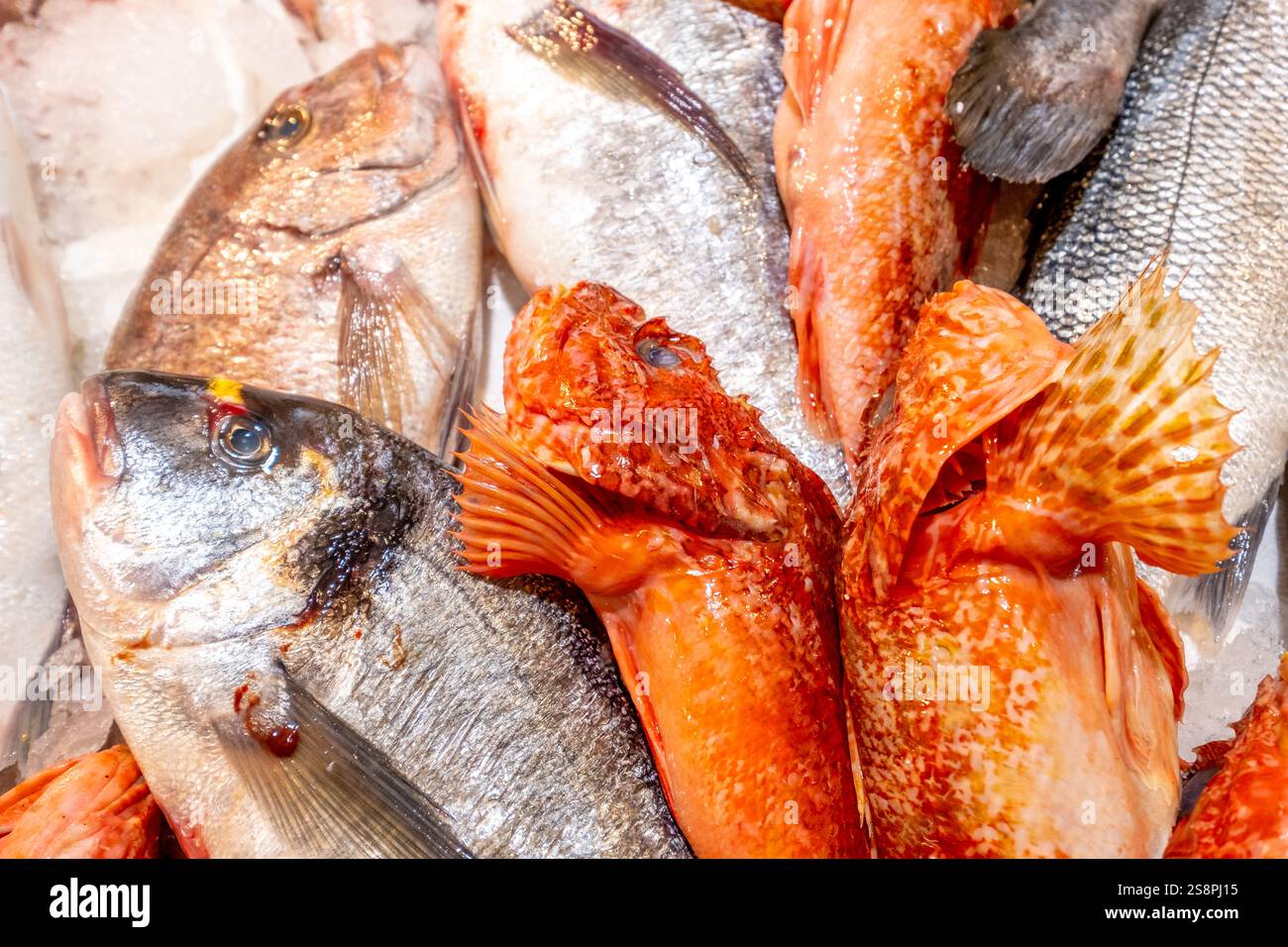 Mercato, mercato del pesce e pesce in tavola, Cagliari, Europa, città metropolitana di Cagliari, Italia Foto Stock