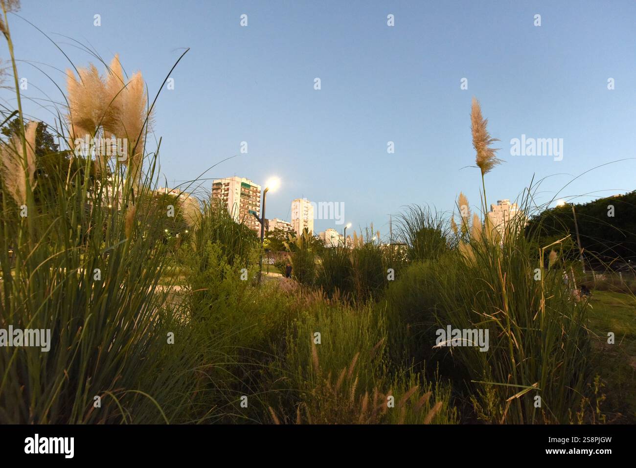 Erbe alte naturali in un parco verde vicino ai binari del treno nella città di Buenos Aires, Argentina Foto Stock