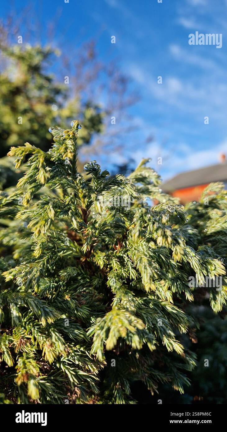 Rami di conifere illuminati dal sole che raggiungono un cielo azzurro, uno sfondo naturale perfetto per temi di crescita e vitalità. Foto Stock
