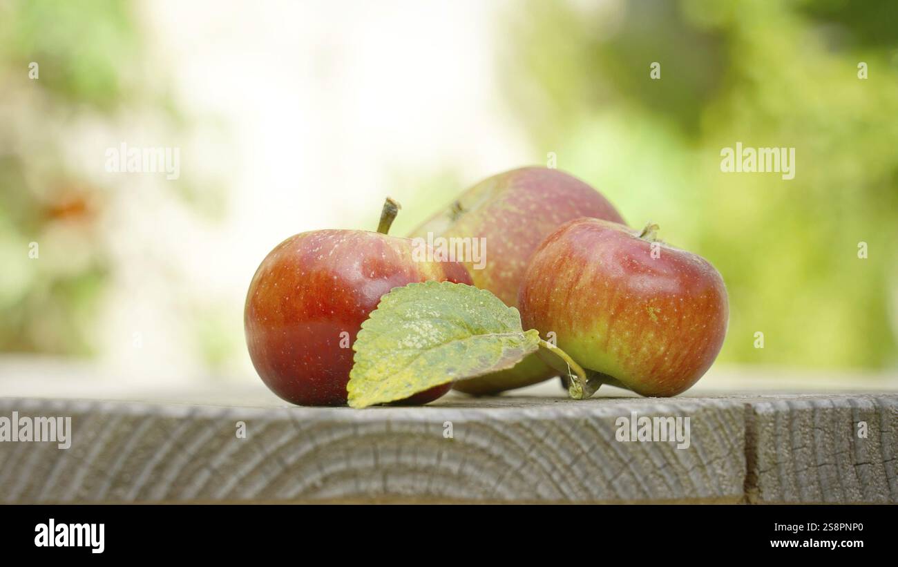 Un'immagine di tre mele nel giardino su uno sfondo di tavola di legno Foto Stock