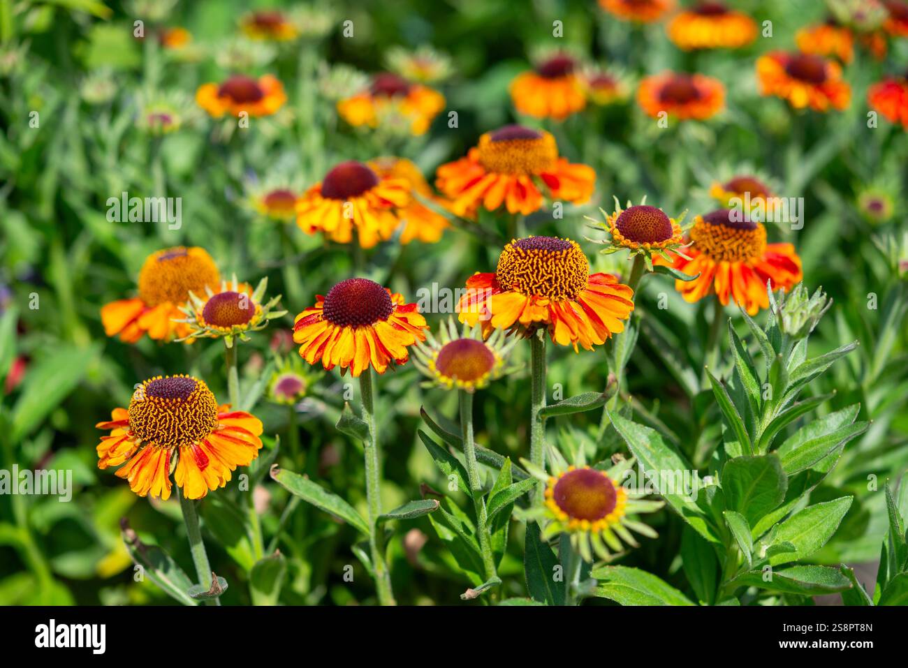 Helenium 'Short 'n' Sassy' in fiore a fine estate. Una pianta compatta e perenne di confine con fiori d'arancio. Foto Stock