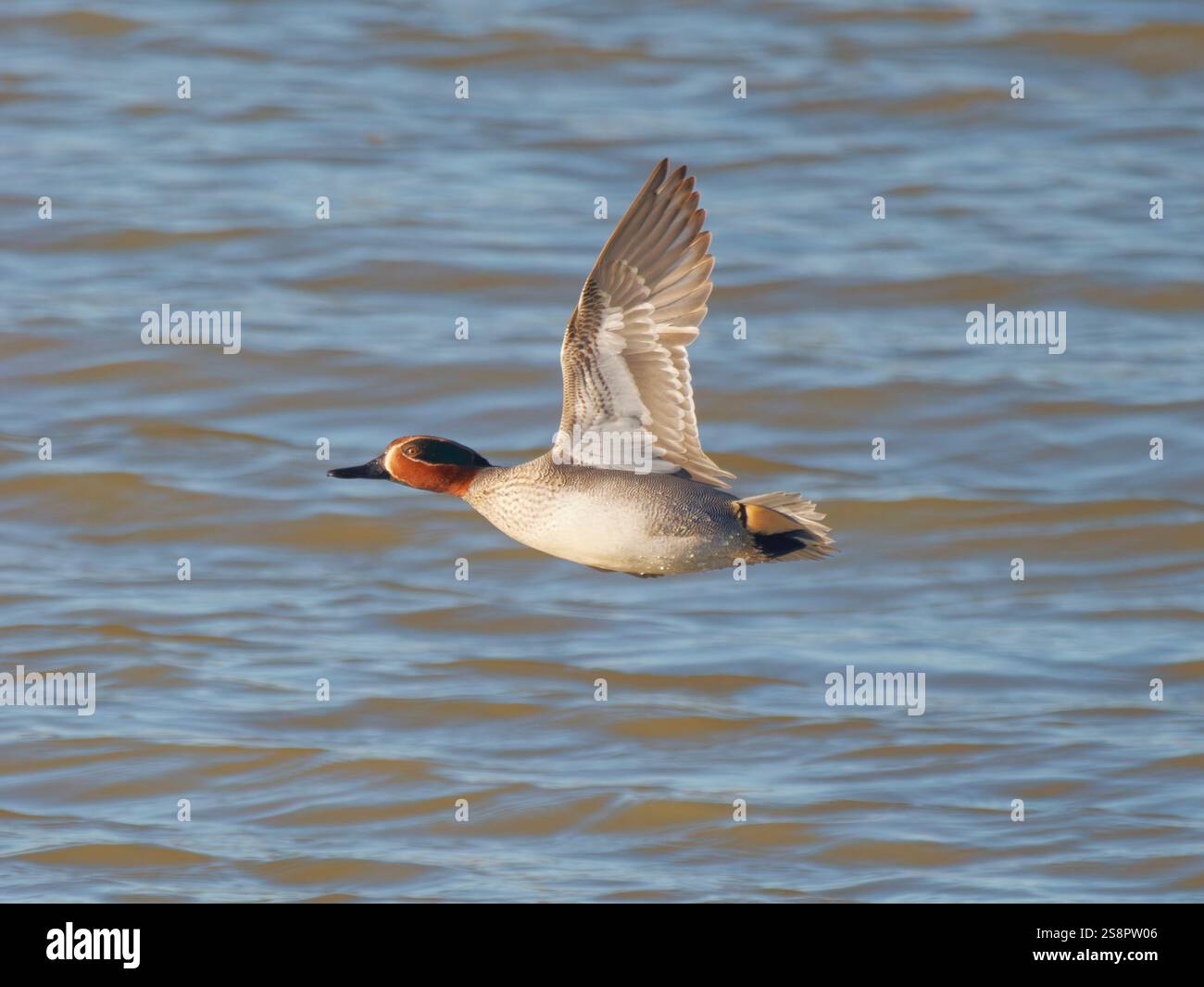 EurasianTeal in volo Anas crecca Abberton Reservoir, Essex, Regno Unito BI043557 Foto Stock