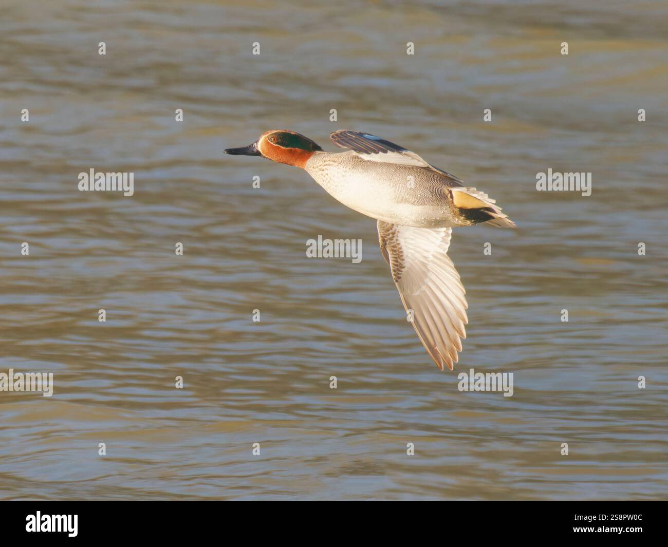 EurasianTeal in volo Anas crecca Abberton Reservoir, Essex, Regno Unito BI043561 Foto Stock