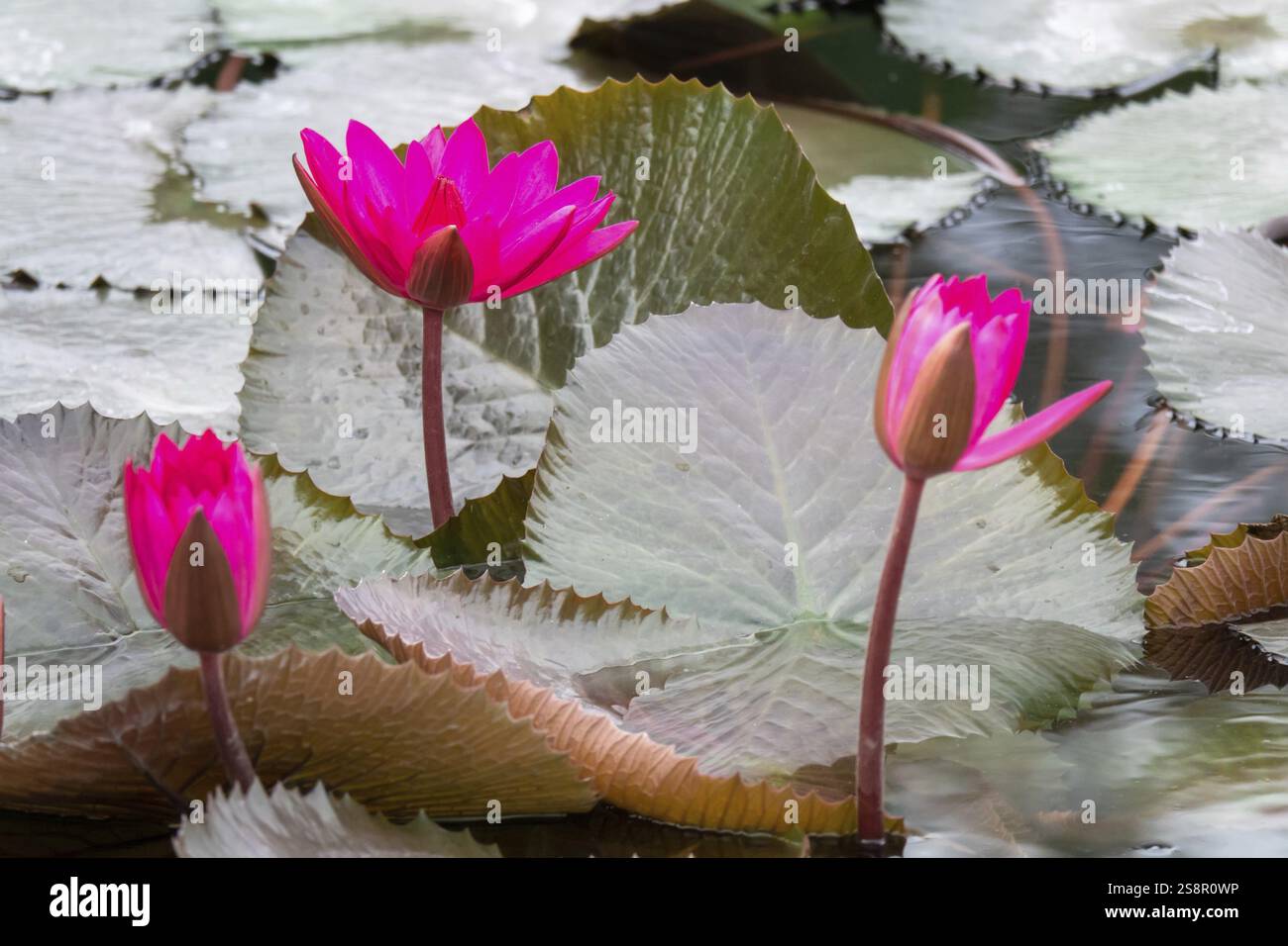 Un'immagine di una bellissima ninfea rosa nello stagno del giardino Foto Stock