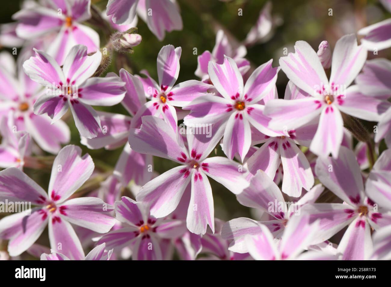 Fiori di phlox strisciante, o muschio phlox, muschio rosa, montagna phlox, Phlox subulata in un giardino in un giorno di primavera Foto Stock