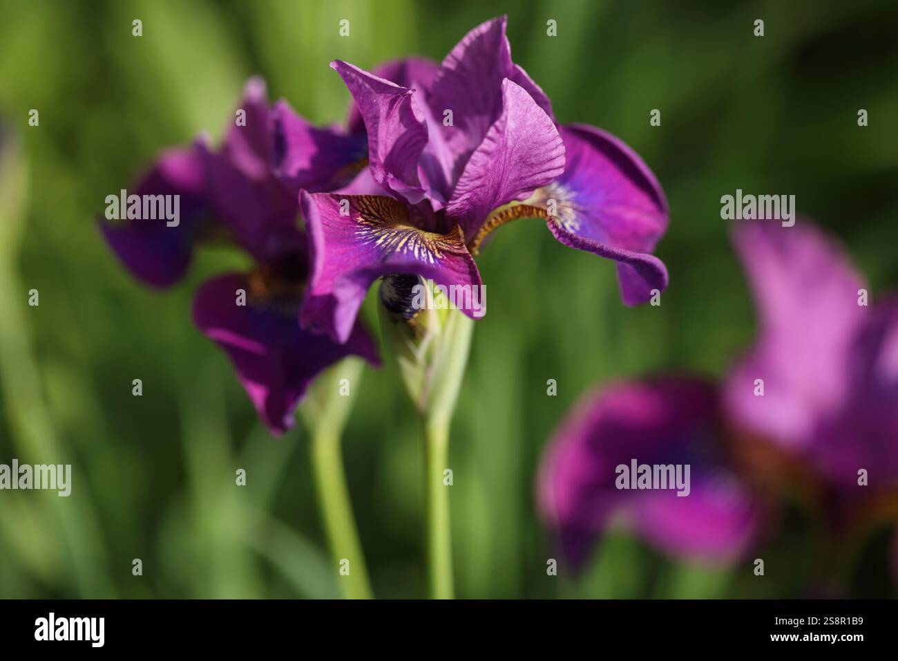 Fiori di Iris barbuto viola, Iris germanica, in un giardino in una soleggiata giornata primaverile Foto Stock