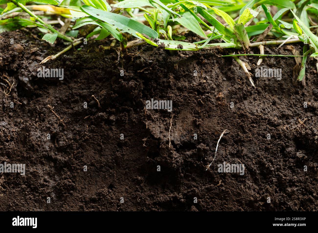 Scavare nel sottosuolo con erba verde e radici vista ravvicinata Foto Stock