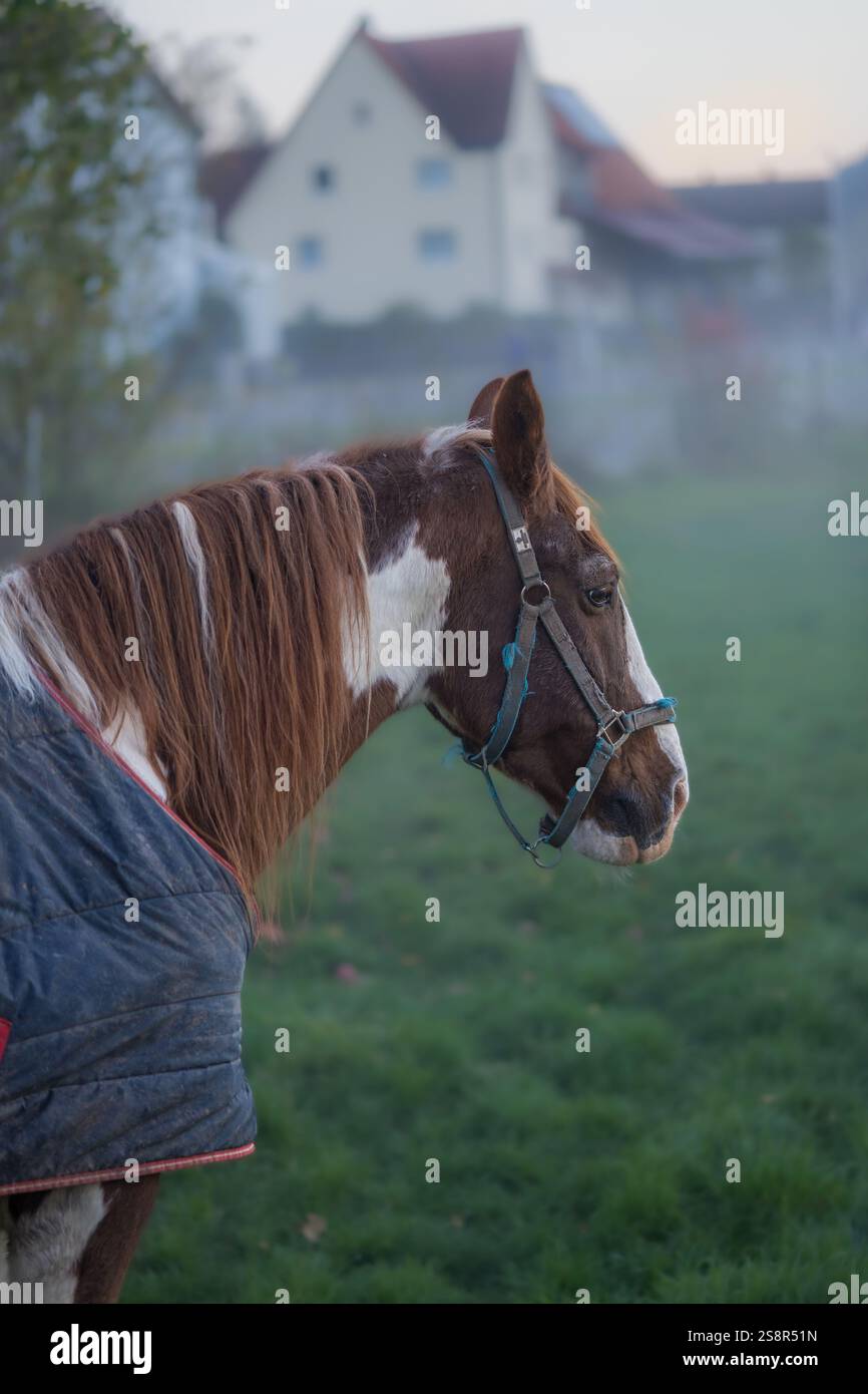 un cavallo solo nella nebbia Foto Stock