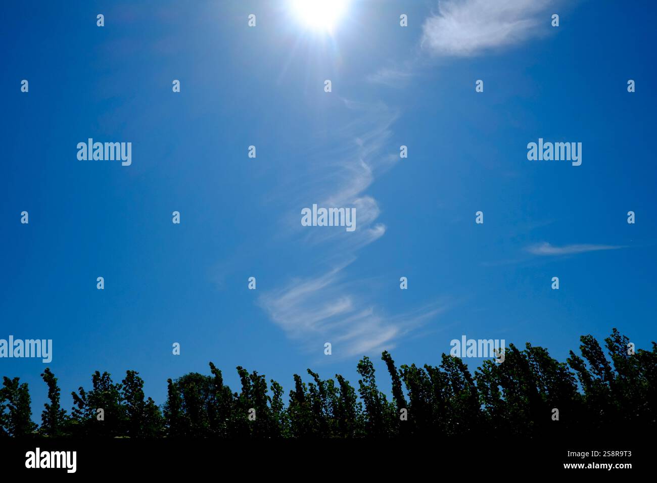 Cielo azzurro brillante, sole forte, linea grafica dell'albero Foto Stock