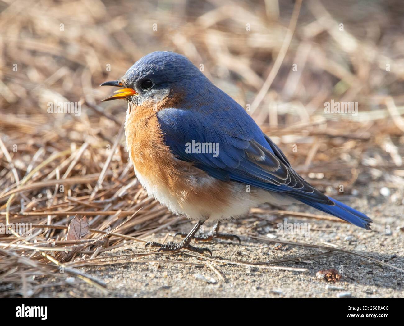 Primo piano di un uccello rosso orientale maschio isolato sul terreno sotto il sole Foto Stock